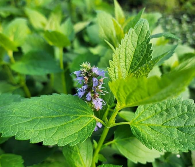 Greenwood Nursery: Live Perennial Plants - Agastache Blue Fortune + Giant Hyssop - [Qty: 5X Pint Pots] - (Click for Other Available Plants/Quantities)