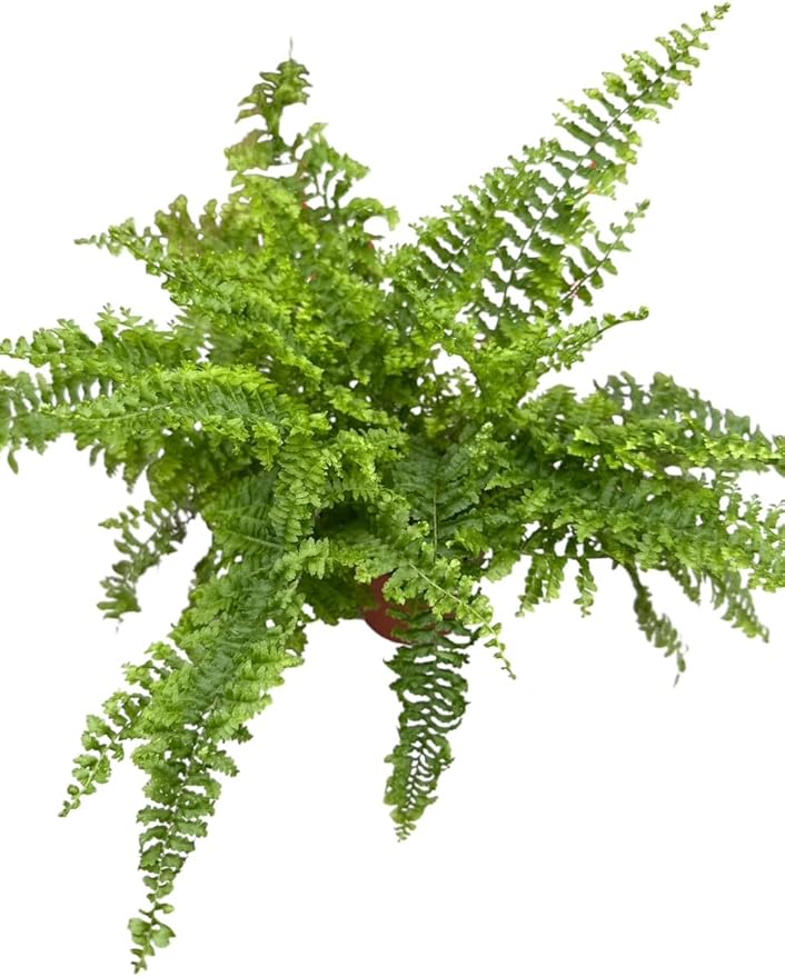 La Costa Plants Mixed Fern Plants, Set of 3, 4 Inch Pots, Live Indoor Outdoor Plants for Home and Office Decor