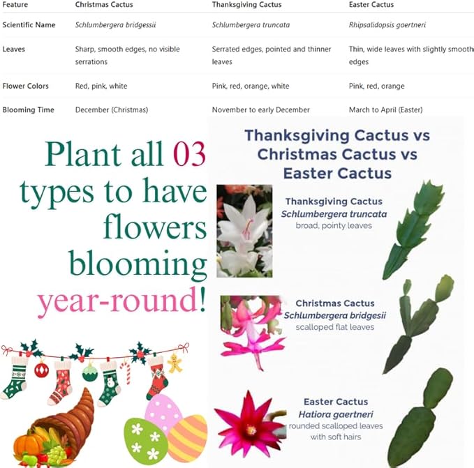 Christmas Cactus Plants Live, Thanksgiving Cactus Easter Cactus Like, 4-8 Inc Tall, Cold Hardy, Holiday Cactus for Indoor Outdoor Planting, Starter Size (Red)