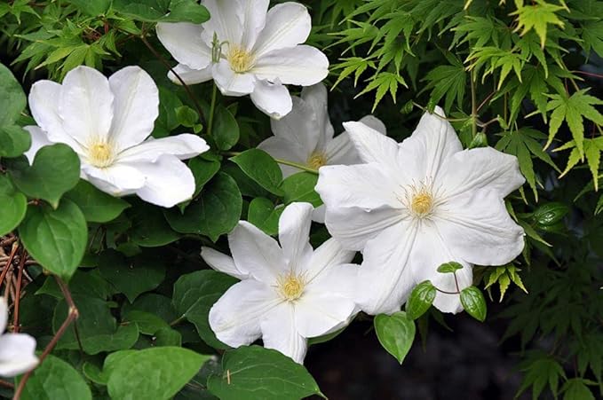Candida Clematis Vine - Live Plant in a 4 Inch Growers Pot - Clematis 'Candida' - Starter Plants Ready for The Garden - Bold and Beautiful Purple Flowering Vine