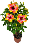 Live Hibiscus Tree Braided Fiesta - Overall Height 34" to 38" - Tropical Plants of Florida (Plant in Growers Planter)