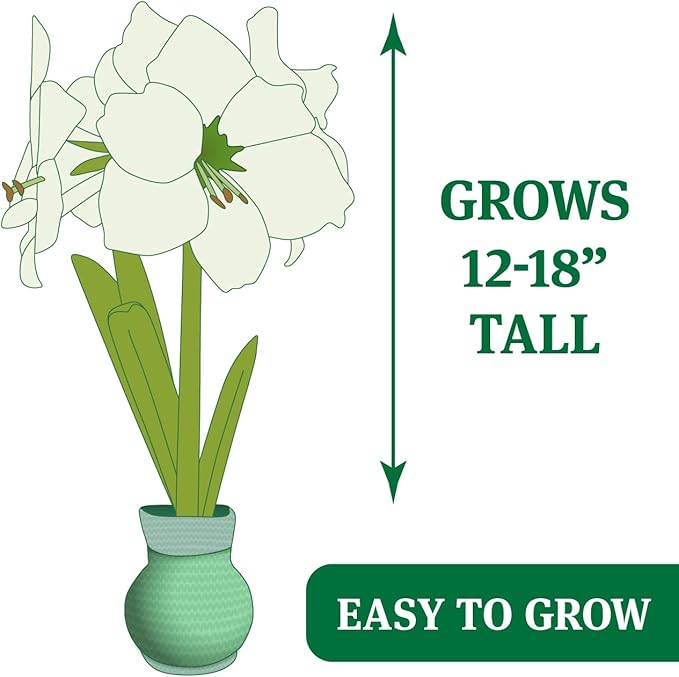 O Tannenbaum Sweater Amaryllis Flower Bulb with Stand, No Water Needed, Gift Ready