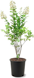 American Plant Exchange Crape Myrtle Tree, White Natchez, 3 Gallon Pot, 1-2ft. Tall, Large Flowering Live Plant for Outdoor Landscape, Garden & Patio, Fast Growing and Cold Hardy