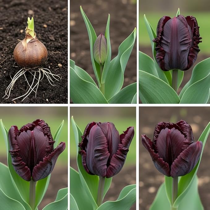 10 Tulip Bulbs for Fall Planting Bulk, Tulip Bulb, Perennial Flower Bulbs for Garden Growing, Tulip Bulbs Bulk (Black Parrot)