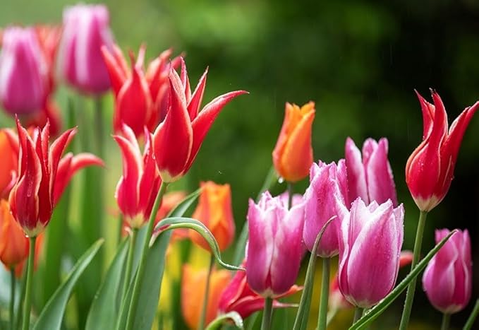Tulipa Fringed Mixture Tulip Bulbs Size 11/12 for Planting - Plant in Fall, Winter or Early Spring (Lily Flowering Mixture, 15, Count)