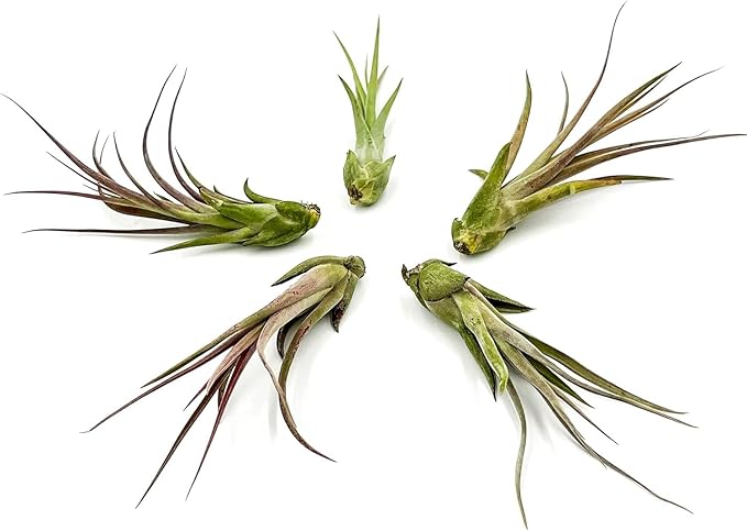ragnaroc Live Air Plant – Tillandsia Capiput, Jumbo 6-9” - 2 ct - Live Arrival Guaranteed - House Plants for Home Decor & Gift