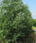 24 Jumbo Hybrid Willow Tree Cuttings - Approx 10 inches Tall, 5/8 in- 1+ Inch Thick Root Stock - Fast Privacy Shade Trees - Easy to Grow