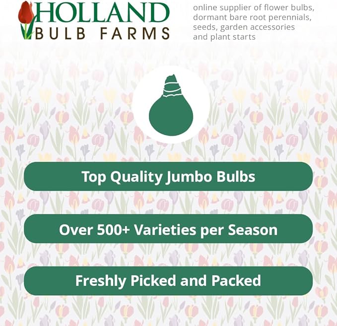 Romance Species Crocus Flower Bulbs - 25 Bulbs per Pack - Deer Resistant - Naturalizing - Perennializing - Easy to Grow Live Plants - Outdoor Garden