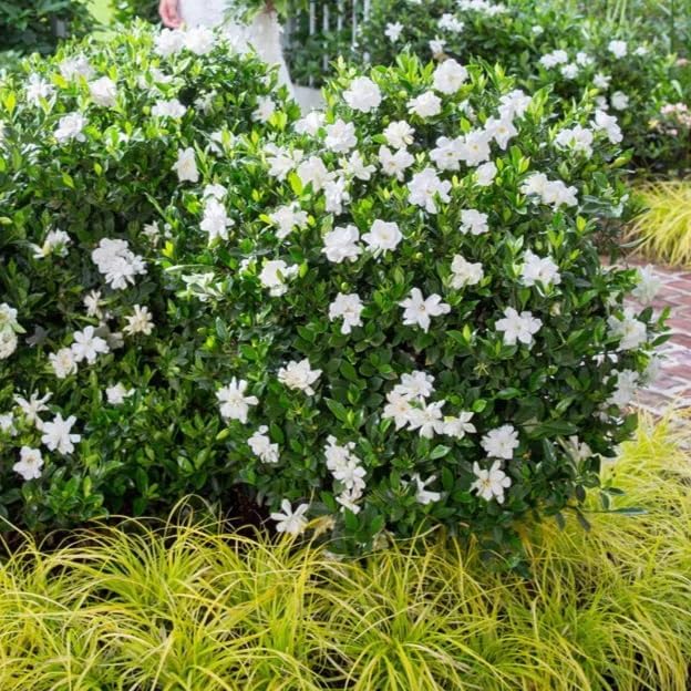 Gardenia Mystery - Gardenia Jasminoides. Hardy Evergreen Shrub with Large, Sweetly Fragrant White Flowers, Ideal for Landscaping and Container Gardening (2 Gardenia Mystery Plants in Cup)