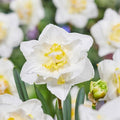 Garden State Bulb Narcissus White Lion Double Daffodil Flower Bulbs, 16/18cm, Fall Planting (Bag of 50)