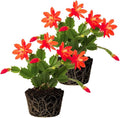 2 Red Christmas Cactus Plants Live, 4 to 7 Inch Tall Colorful Christmas Cactus, Holiday Flower Houseplant, Indoor Outdoors Easy Care Plants for Home Garden