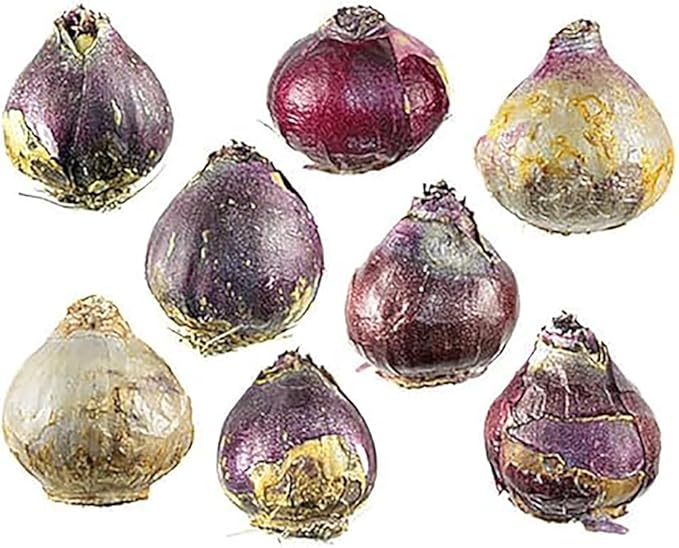 5 Fondant Pink Hyacinth Bulbs