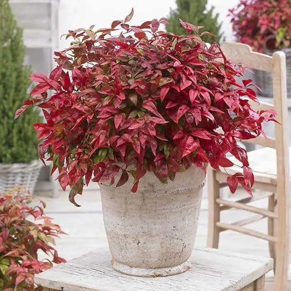 Nandina Gulf Stream - Nandina domestica. Compact Heavenly Bamboo | Year-Round Color | Low Maintenance Shrub | Drought Tolerant | Live Plant (2 Nandina Gulf Stream Cups)