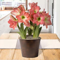 Sweetheart Indoor Potted Bulb Garden - Simply Water and Flowers Open in 3-6 Weeks - Grows Well in Containers - Gift Ready Flower Bulbs