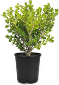 Japanese Boxwood | 1 Live 4 Inch Pot | Buxus Microphylla | Formal Evergreen Low Maintenance Hedge Plants