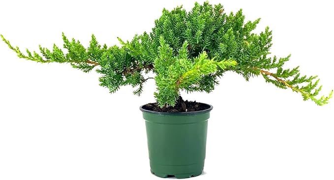Dwarf Japanese Garden Juniper | 3 Live 4 Inch Pots | Juniperus Procumbens Nana | Drought Tolerant Evergreen Groundcover | Great Plants for Bonsai