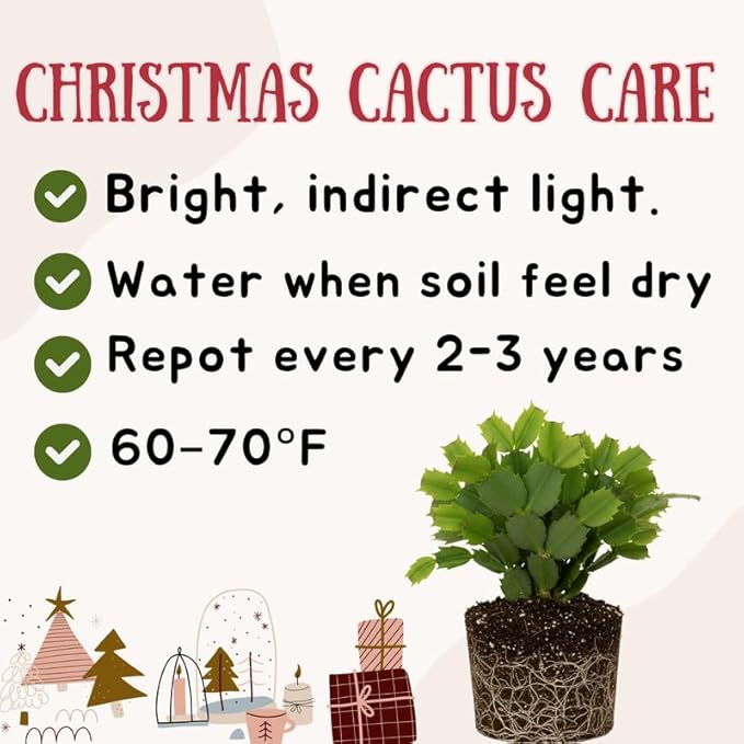 White Christmas Cactus Plants Live, Size 3-6" Christmas Cactus Plant, Colorful Holiday Houseplant Flowering Succulent Live Plants for Planting, Well Rooted, No Pot