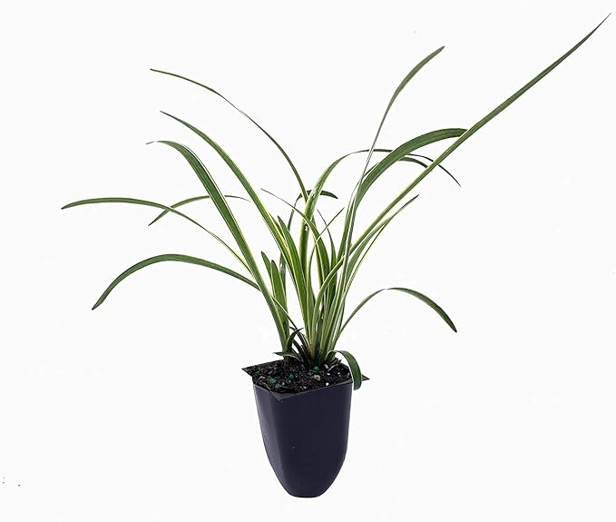 Variegated Liriope | 20 Live Plants | Liriope Muscari Variegata | Ornamental Ground Cover Plants | Evergreen Foliage