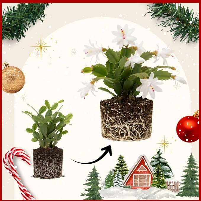 2 Red Christmas Cactus Plants Live, True Thanksgiving Cactus Live Size 6-9" Inches Tall, Ready to Blooms, Holiday Houseplant, Cold Hardy, Bloom in Winter