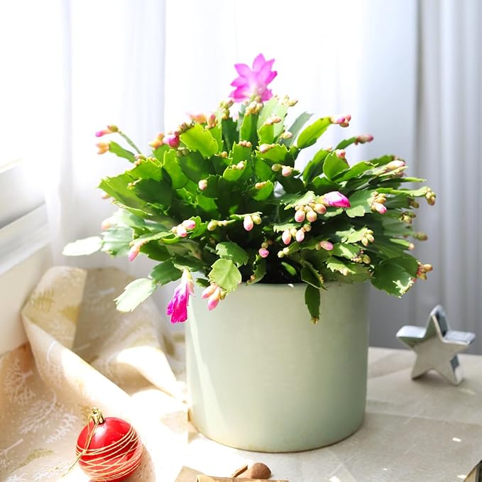 Christmas Cactus Thanksgiving Cactus (6 inch + Plastic Pot) - Red/Pink/White Zygocactus - Holiday Decorating with Cacti and Succulents - Christmas Gift Ideas 2025