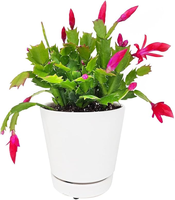 Christmas Cactus Thanksgiving Cactus (4 inch + Minimalist Pot) - Red/Pink/White Zygocactus - Holiday Decorating with Cacti and Succulents - Christmas Gift Ideas 2025