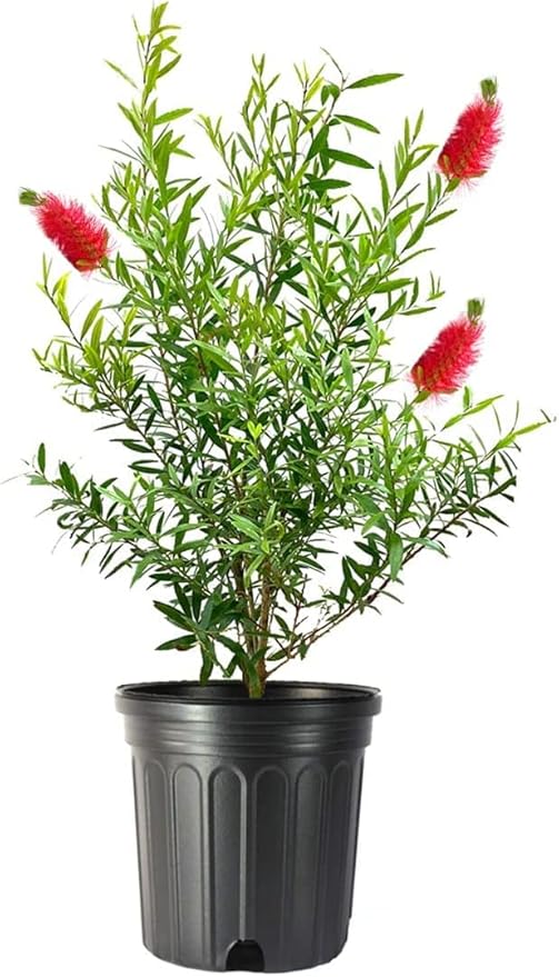 Bottlebrush Red Cluster | 2 Large Gallon Size Plants | Callistemon | Drought Tolerant Shrub, Evergreen Foliage, Vibrant Red Blooms, Low Maintenance Plant, Attracts Hummingbirds, Landscaping