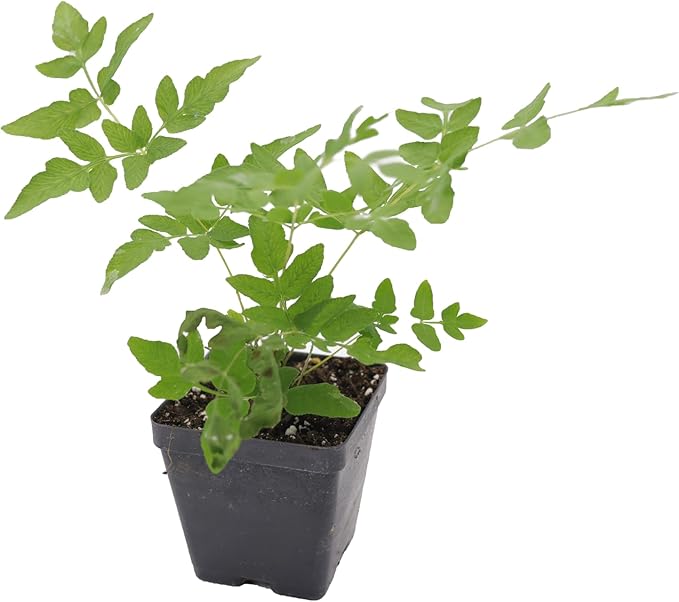 Greenwood Nursery: Live Perennial Plants - Royal Fern + Osmunda Regalis - [Qty: 1x 3.5 Pot] - (Click for Other Available Plants/Quantities)