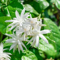 Jasmine Plant, Fragrant Jasmine Flower Vine 4-8 Inches Well Rooted for Container, Hanging Basket Growing (Common)