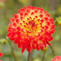 Dahlia Decorative Procyon Tubers – Stunning Large Summer Blooms, Perfect for Cutting Gardens | Pollinator-Friendly Perennial, Easy to Grow (12 Pack)