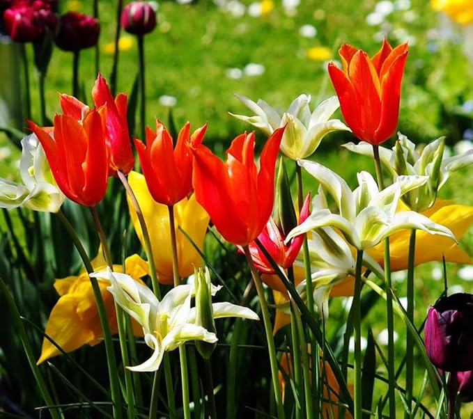 Tulips Lily Flowering Mixture Tulip Pink Red White Yellow Plant Bulbs Spring Flowering Gardens Size 12+ (50, Lily Flowering Mixture)
