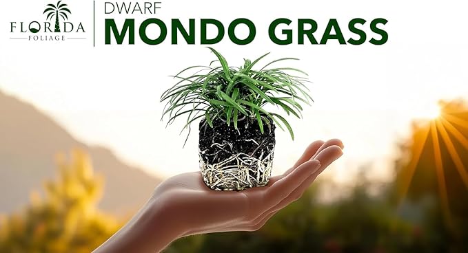 Dwarf Mondo Grass | 10 Large 4 Inch Pots | Ophiopogon Japonicus Nanus | Live Evergreen Shade Loving Groundcover