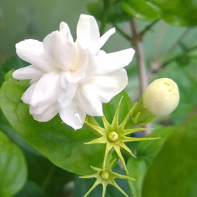 Arabian Jasmine (Jasminum Sambac) - Live, Fragrant, Blooming, Indoor/Outdoor Decorative Plant (4 Arab jas Cups)