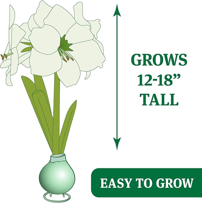 Lollipop Amoice Waxed Amaryllis Flower Bulb with Stand, No Water Needed