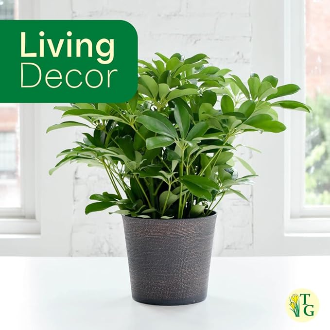 Thorsen's Greenhouse Live Arboricola Umbrella Tree Plant, Schefflera Arboricola, Natural Air Purifier, Easy to Grow, Live Indoor Houseplant, 4-inch Diameter (Gold)