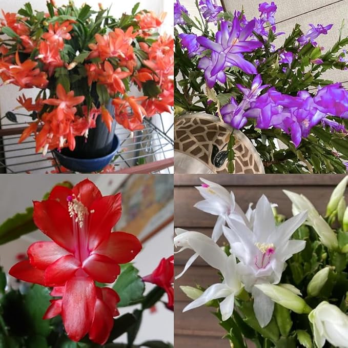 2 Random Starter Christmas Cactus Plants Live or False Thanksgiving Cactus Plants Like, Winter Blooming, Cold Hardy, 5-9" in Tall, No Pot, Single Color Bloom