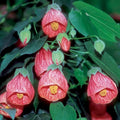 2 Abutilon Plants 5-9 Inches Tall - Lantern Trees Perfect for Enhancing Your Indoor and Outdoor Garden - Trailing Hanging Flower Vine (Pink Abutilon)