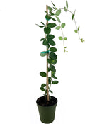 Coral Honeysuckle | 1 Live 4 Inch Plant | Lonicera Sempervirens | Attracts Hummingbirds, Red Trumpet Flowers, Fast Growing Vines, Low Maintenance, Long Blooming Season, Garden Climbing Vine