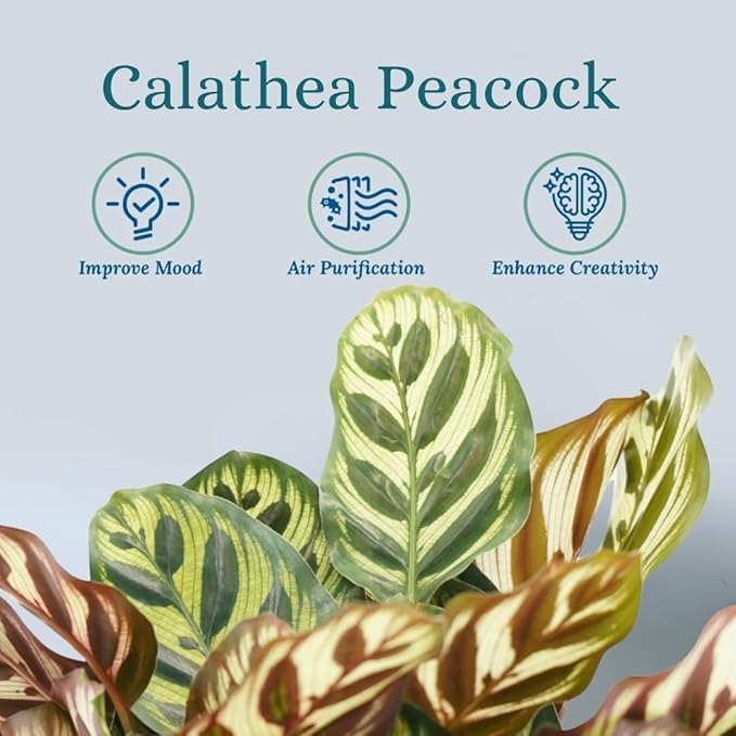 Calathea Peacock Live Plant - Air Purifier and Home Decor | Colorful Indoor Plants Live Houseplant | Calathea Makoyana | Live Plants, Air-Purifying Indoor Houseplant