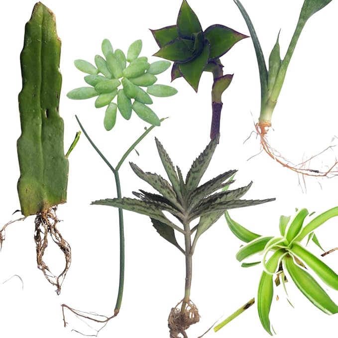 Smoke Camp Crafts 7 Live Plant Cuttings for Propagation, Queen of The Night Plant, Burro's Tail, Pencil Cactus, Spider, Snake, Mother of Thousands Green