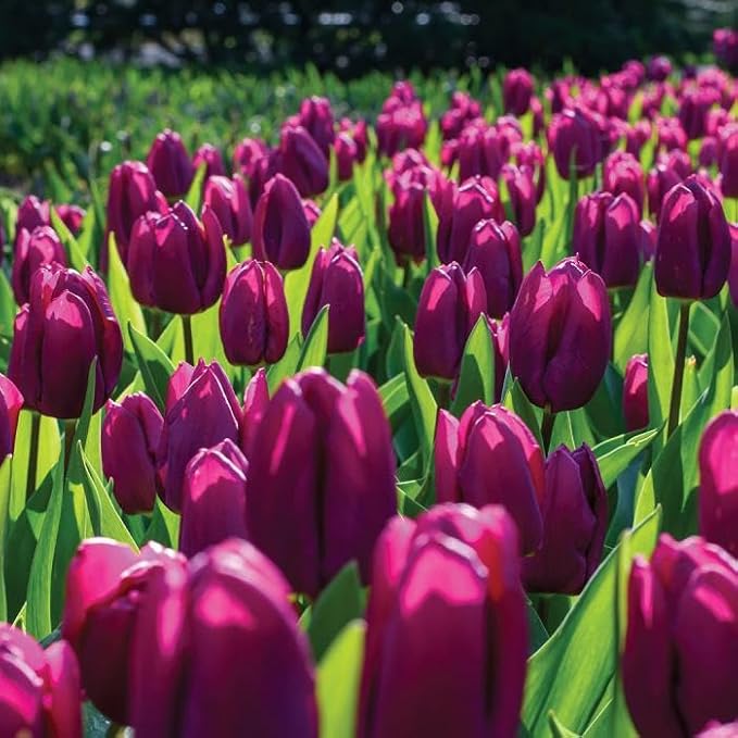 Purple Prince Tulip Bulbs – 50 Bulbs Easy Grow Perennial Tulips | Vibrant Early Spring Blooms | Fall Planting | Excellent for Cutting & Garden Borders