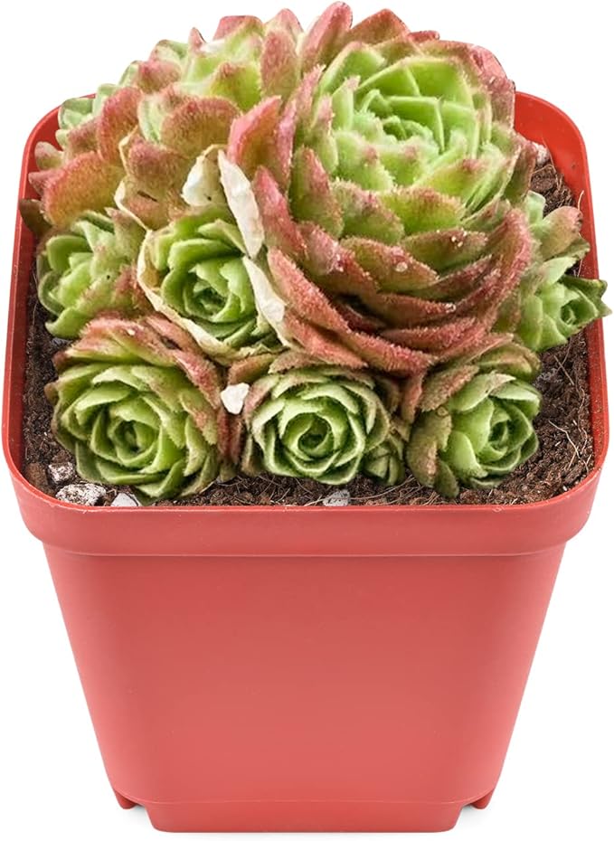 Sprout N Green Rosularia platyphylla, 1 Live Succulent Plant Fully Rooted in 2" Pot, House Plant for Indoor Outdoor Home Office Wedding Decoration DIY Project Party Favor