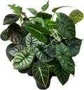 BubbleBlooms Alocasia Assortment Set, 4 inch pots, 10 Different Alocasias Frydek, Black Velvet, Maharani, Regal Shield, Bambino, Tiny Dancer, Serendiptiy