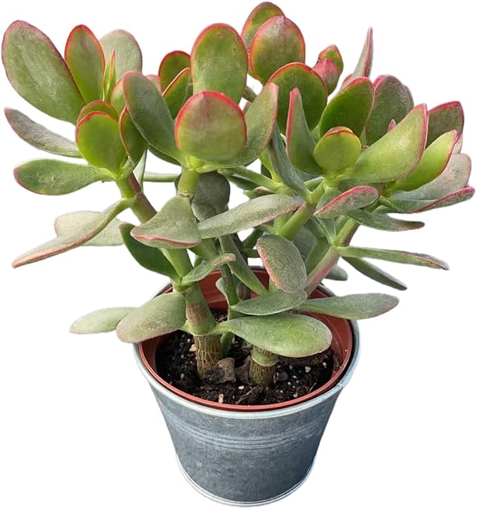 Golden Jade with Vintage Metal Pot, Live Crassula Ovata 'Hummel Sunset' Succulent, Rare Cute Plant, Home Office Décor