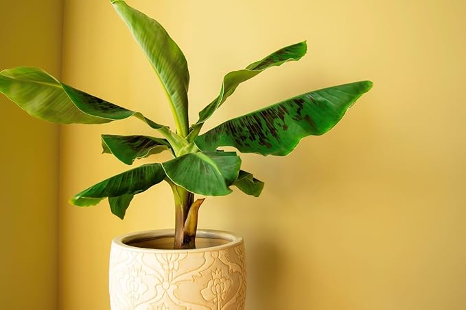 Gardenera Premium Banana Tree Potting Mix - Expertly Formulated Blend for Optimal Growth and Fruit Production - Ideal for All Varieties of Banana Trees (2 Quart)