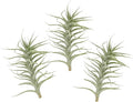 Live Air Plants - Tillandsia Albida 7-12" - 3ct – ragnaroc Live Indoor Plant - Live Arrival Guaranteed - House Plants for Home Decor & Gift