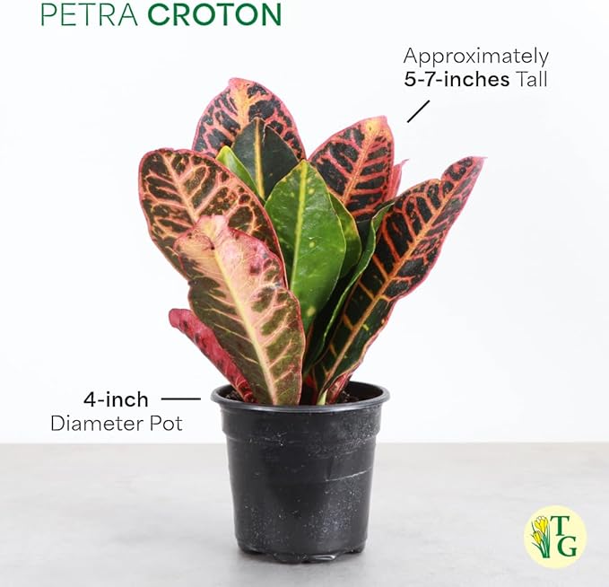 Thorsen's Greenhouse Live Petra Croton Plant, Codiaeum Variegatum, Colorful Foliage, Live Indoor Houselant (White, 4-inch Pot)