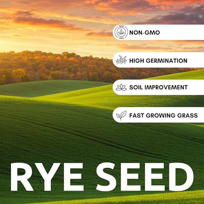 15 Pounds Rye Cover Crop Seeds - Non-GMO Rye Grain (15 Pound Bag) - Winter Rye Seeds