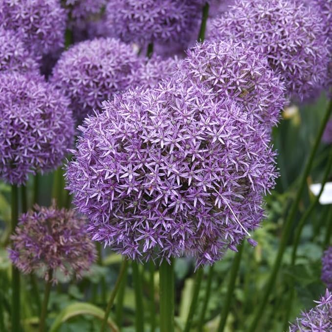 Gladiator Allium Flower Bulbs - Attracts Butterflies and Hummingbirds - Deer Resistant - Good as Cut Flowers - Naturalizing - Perennializing