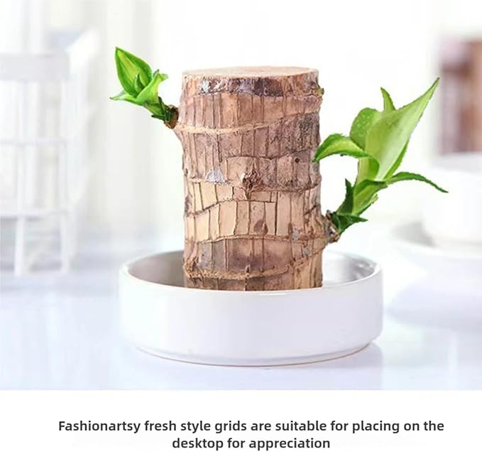 Brazilian Lucky Wood Plant for Home & Office Decor, Brazilian Wood Houseplant Kit Lucky Plants for Good Luck in The Home, Natural Air Cleaner for Bedroom (Yellow)