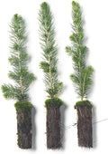 White Spruce Live Tree Seedling Plugs | 6"-12" | Arbor Day Foundation (3-Pack)